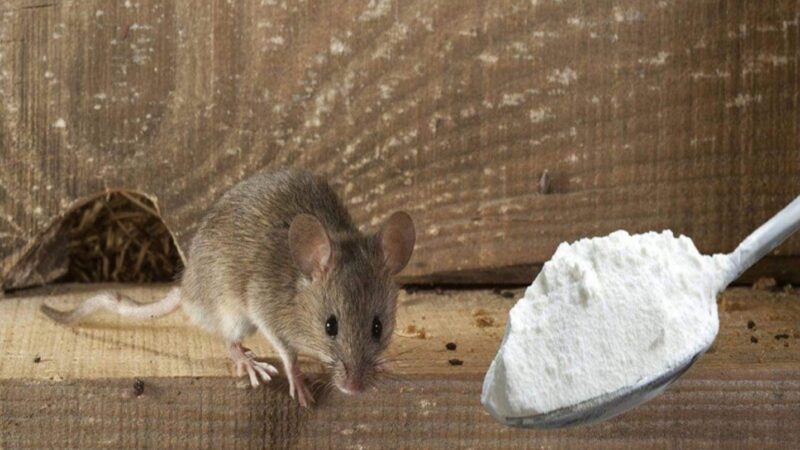 Cum puteți scăpa de șoarecii din casă fără să cumpărați otravă? Există o soluție simplă!